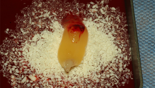 Close-up of a slug on a rough surface.